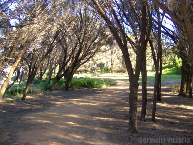 Sea side Walking Track Trails at Corinella Victoria