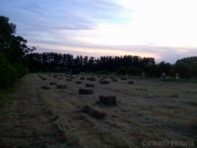 Hay baling Corinella Vic