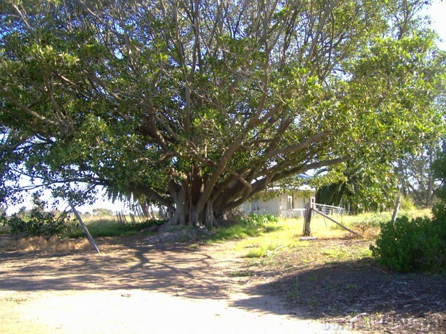 Hughes Family Homestead Wonderful Old Trees At Corinella Victoria !