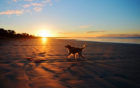 Dogs off Leash Corinella Vic