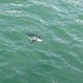 A Penguin Swims By The Jetty For A Visit At Corinella Vic